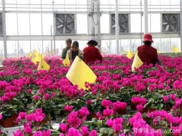 扬州高邮：每天发货30万株，花工厂绽放乡村振兴致富花
