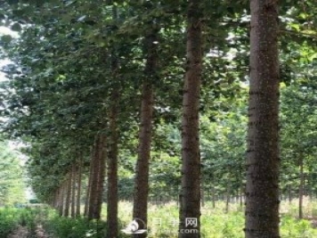 河南周口：培育出不飞絮的杨树新品种