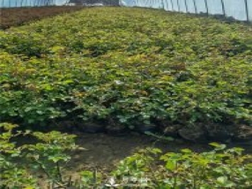 各类盆栽月季上市，南阳杯苗基地全国批发中