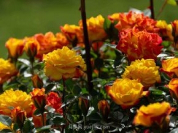 安阳市滑县森林公园月季花开放，赏花打卡正当时