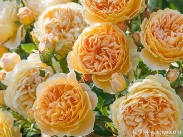 大花香水月季的养护方法，分享10种花香飘满屋