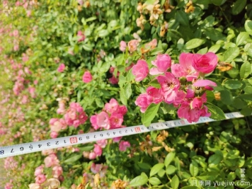 安吉拉月季盆栽苗，60厘米高基地发货