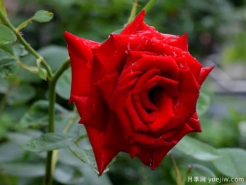 2023年情人节十大玫瑰品种销量榜，卡罗拉位居首位
