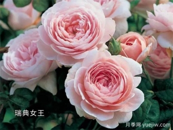 100种月季玫瑰品种图鉴大全，你认识有没有超过10个？