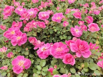 仙境盆栽月季杯苗粉色丰花，绿化工程批发