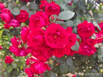 6款红色系的藤本月季品种，适合打造网红花墙
