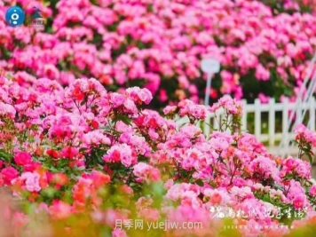 2024年第二届杭州市月季花展举办，赏500万株月季