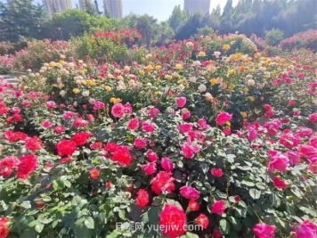 郑州月季公园40万株月季竞相绽放，感受花漾生活
