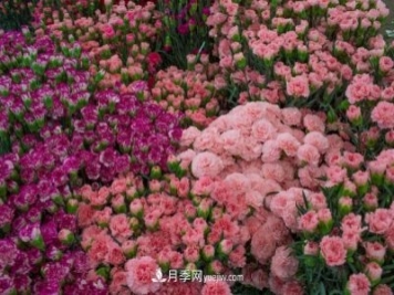中国6大花市，全国花卉批发市场介绍