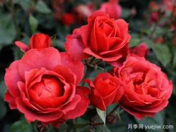21朵玫瑰：不只是浪漫，还藏着这些深意